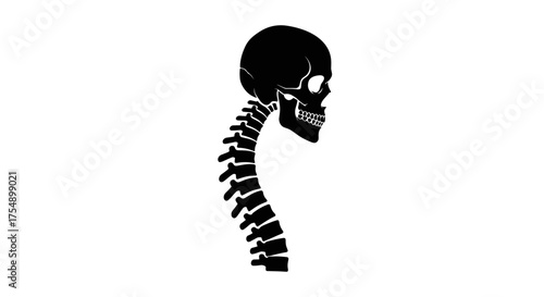 Human Skull and Spine Silhouette on White Background.