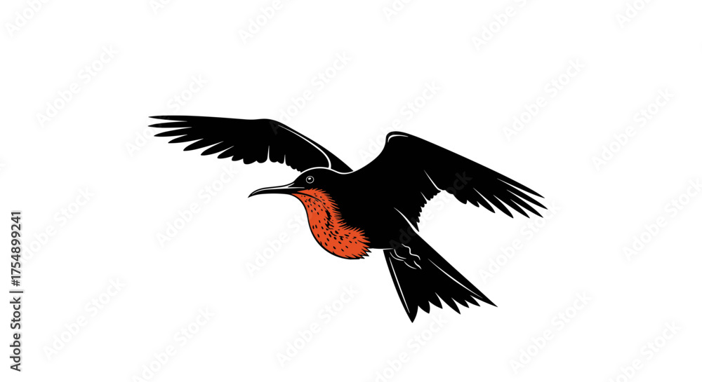 Fototapeta premium Magnificent Frigatebird soaring gracefully against a clear sky.