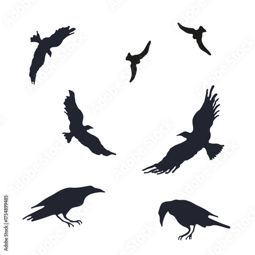 Set of with vector black crows on a white background, good for thematic emblem, banner, calligraphy poster, greeting card, party invitation.
