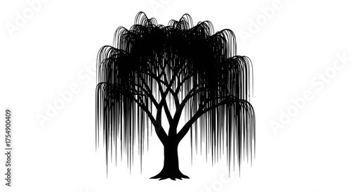 Silhouette of a Weeping Willow Tree on White Background.