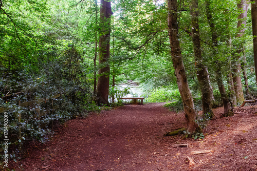 View down a path to a bench at the end of the canal ponf in Gobions Wood Nature Reserve, Hertfordshire