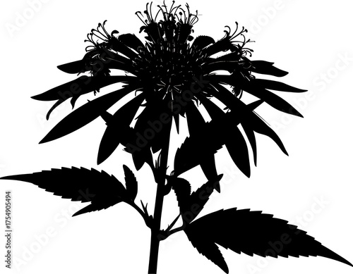 Silhouette of a Bee Balm Flower - A Botanical Study in Black and White.