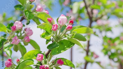 Apple blossoms just opened in spring in Northeast China