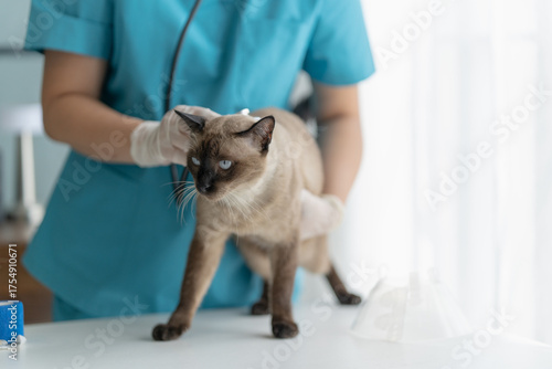 cat undergoes a health check by a veterinarian in a vet clinic