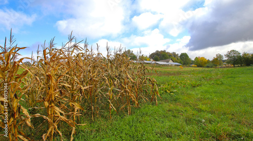 Corn field with solar power plant in the background. Blue autumn sky with white clouds. Concept of harmony of technology and nature.