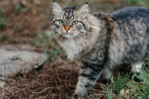 Wallpaper Mural large fluffy grumpy mongrel grey cat on green grass, pet cat at independent walk, tramp cat Torontodigital.ca