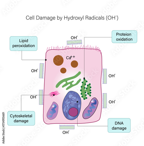 Hydroxyl Radical (OH⁻) Induced Oxidative Stress in Human Cell – Lipid Peroxidation, DNA Damage, Protein Oxidation, Cytoskeletal Disruption