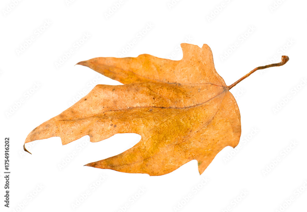 Fototapeta premium One dry maple leaf isolated on white. Autumn season