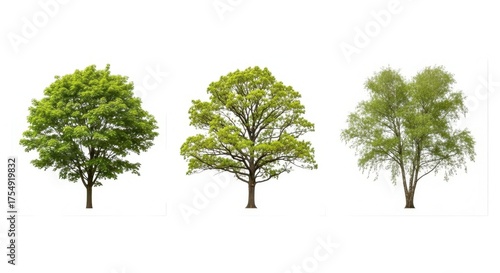 Three trees on isolated on white background