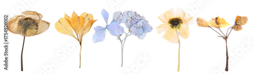 Dried and pressed flowers isolated on white, set