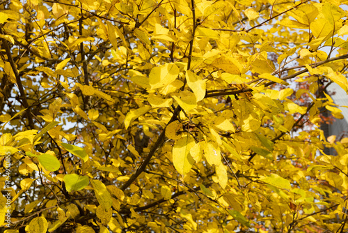 Bright yellow leaves on a tree branch during autumn. The vibrant foliage showcases the beauty of fall season.
