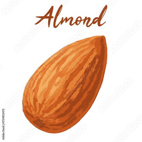 almond in watercolor illustration style, isolated vector on white background