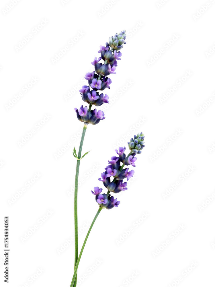 Naklejka premium Two delicate purple lavender flower stems with small blossoms isolated on white background