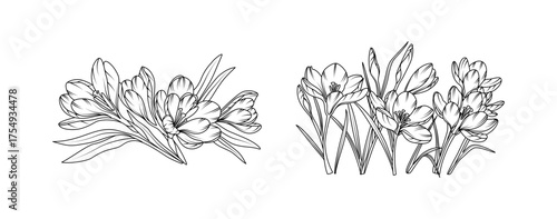 Crocus flower arrangement line art on white background. Silhouette crocus botanical hand drawn element for wedding, invitation frame design, vector illustration