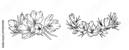 Crocus flower arrangement line art on white background. Silhouette crocus botanical hand drawn element for wedding, invitation frame design, vector illustration