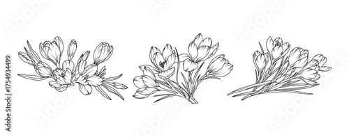 Crocus flower arrangement line art on white background. Silhouette crocus botanical hand drawn element for wedding, invitation frame design, vector illustration