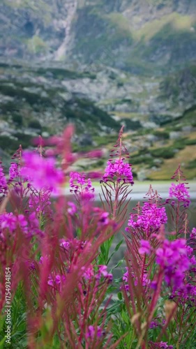 Wildflowers in the mountains with bees flying around