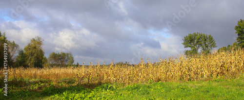 Yellow, autumn corn field on a sunny autumn day, dry leaves, harvest. Cloudy sky. Concept of a good harvest, global food crisis.