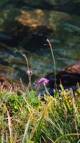 A blooming wildflower with water in the background