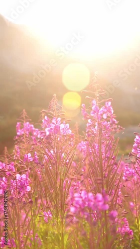 Pink wildflowers illuminated by the sun from behind