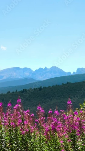 Landscape with pink flowers and mountains in the distance
