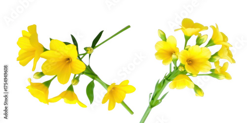 Delicate yellow jasmine flowers with green stems arranged in a heart shape isolated on white background