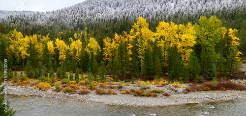 Similkameen River Autumn Colors and Snow. An aspen grove along the Similkameen River in full autumn colors with a dusting of snow above. British Columbia, Canada.
