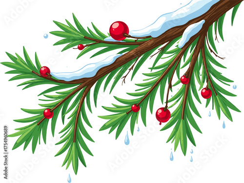 Fir branches with snow and red berries winter christmas greenery decoration natural seasonal composition on a white background