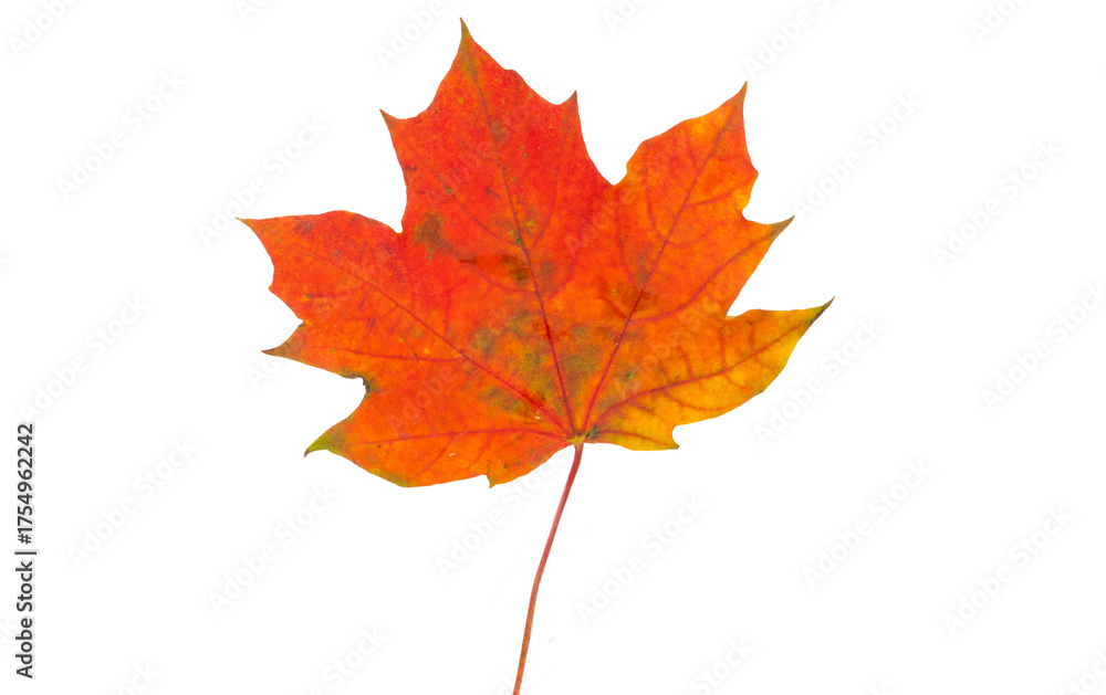 Fototapeta premium Maple leaf isolated
