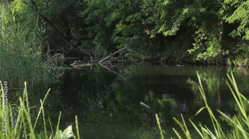 lake in the forest