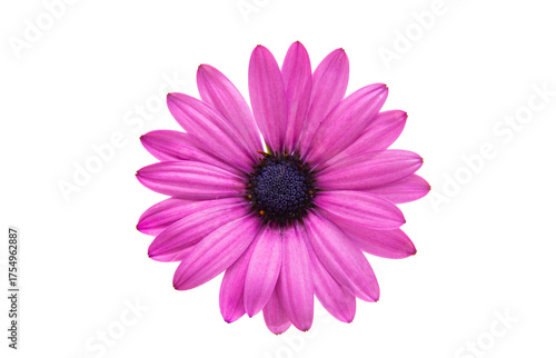 Beautiful Osteospermum flower isolated
