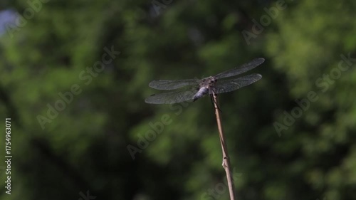 dragonfly on a leaf