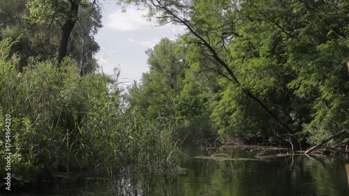 lake in the forest