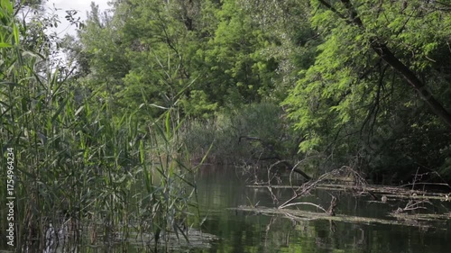 lake in the forest