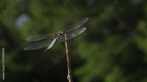 dragonfly on a leaf