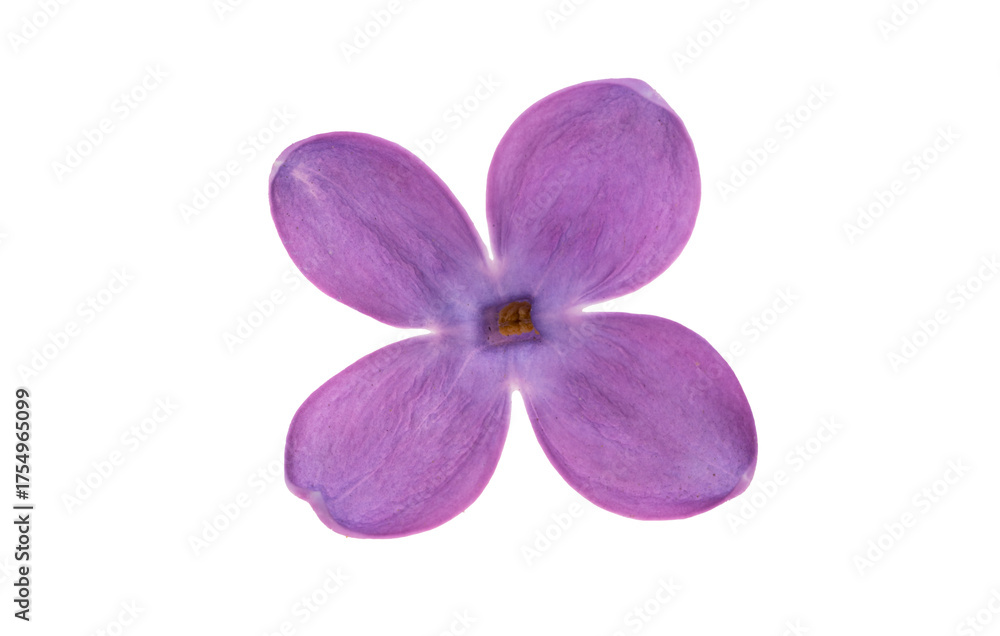 Obraz premium Lilac flower isolated