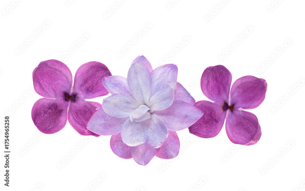 Obraz premium Lilac flower isolated
