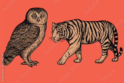 A detailed vintage animal drawing of an owl and tiger in classic engraved natural history style.