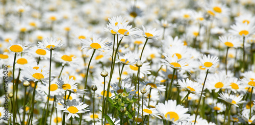 A field of blooming daisies, Sainte-Apolline, Québec, Canada