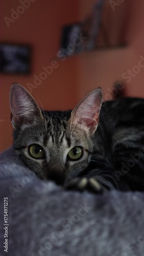 tabby cat lying on her bed looking at the camera