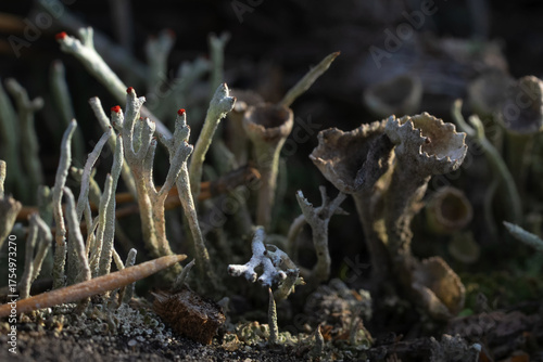 Fotografía macro photography with clusters of lichens and their spores