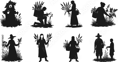 Silhouette of farmers and women harvesting herbs and plants in garden field, agriculture work, rural lifestyle, and botanical illustration