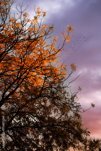 Autumn tree in the evening 