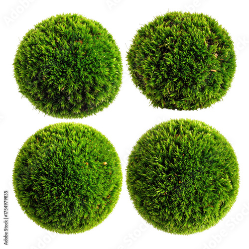 Close-up of four round, green moss balls on a black background, isolated and detailed