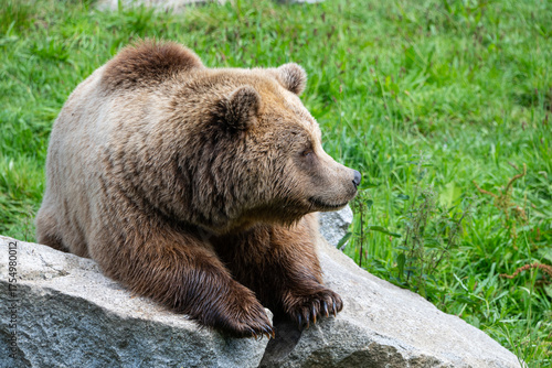 Young brown bear laying on a rock in the grassland