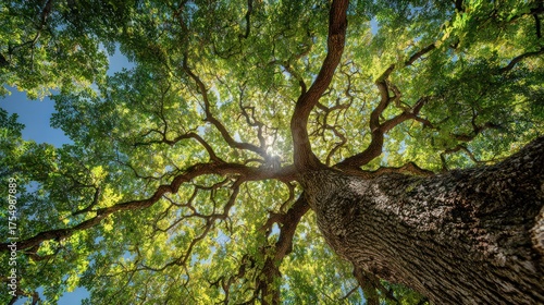 Majestic tree canopy reaching for sunlight against blue sky background