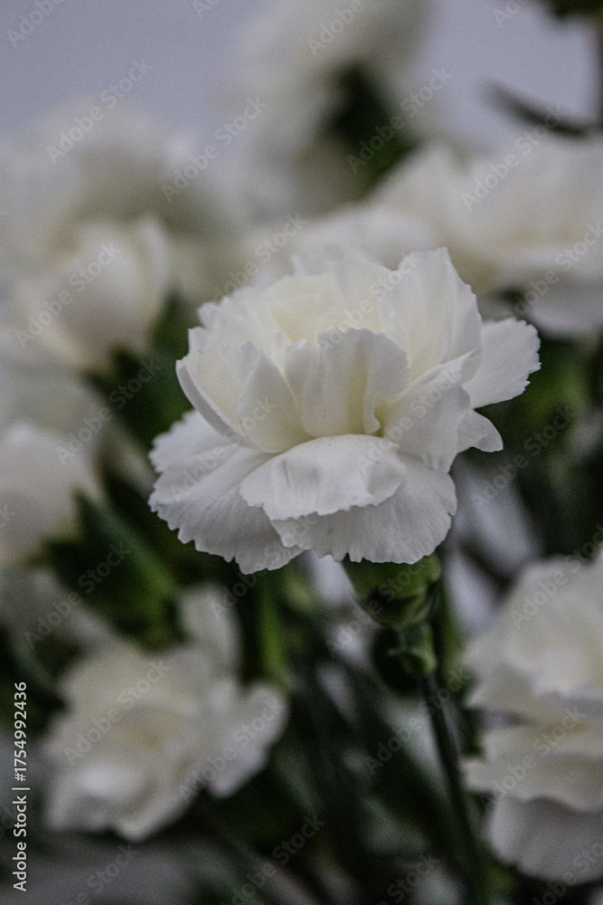 Obraz premium Flores