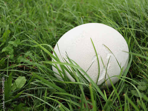 Giant puffball mushroom on the grass in park