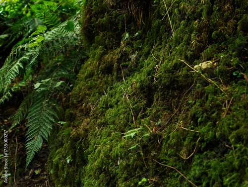 Fresh green moss in the forest with fern leaves in the background, natural woodland texture and macro nature concept