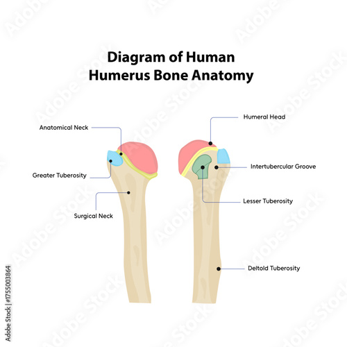 Diagram of Human Humerus Bone Anatomy